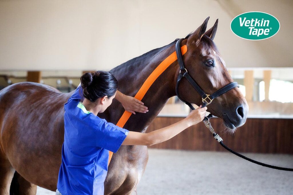 Fisioterapista applica VetkinTape arancio sul collo di un cavallo