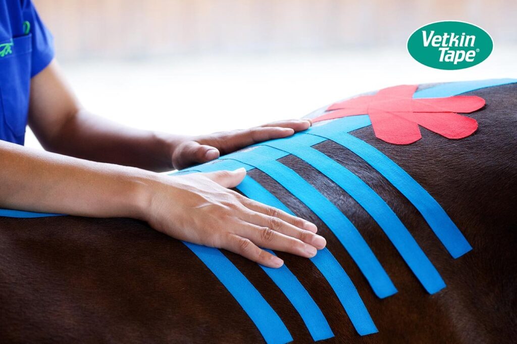 Applicazione di VetkinTape sul dorso di un cavallo
