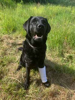 Labrador con tutore Vet-LITE alla zampa anteriore